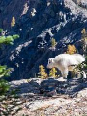 A Heavenly Gift: The